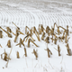 Corn stalks stand in a snowy field near La Vista, Nebraska. Despite some big storms in December, much of the US is still desperate for relief from the nation’’s longest dry spell in decades. AP Photos / Nati Harnik